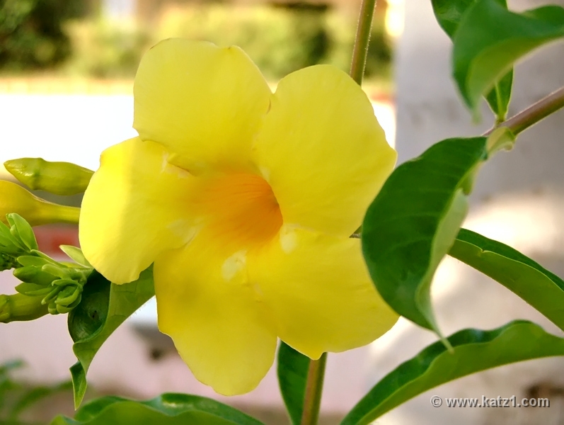 St Martin Flower 5